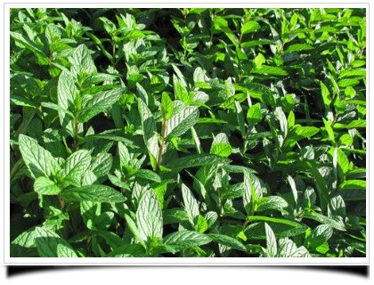Menta di Pancalieri